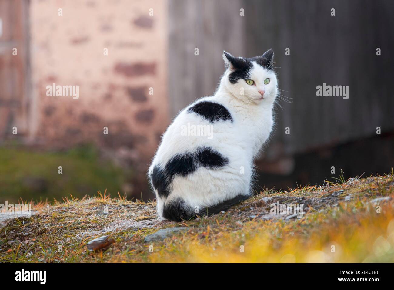 gato doméstico al aire libre, mirada felina, mascota doméstica, felina Foto de stock