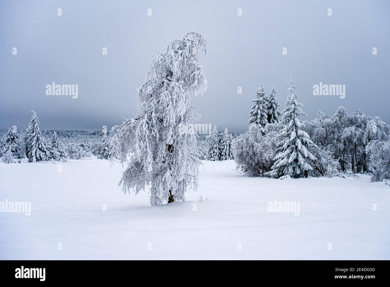 Paisaje invernal con árboles, heladas y nieve en un día nublado en las montañas de Ore. Foto de stock