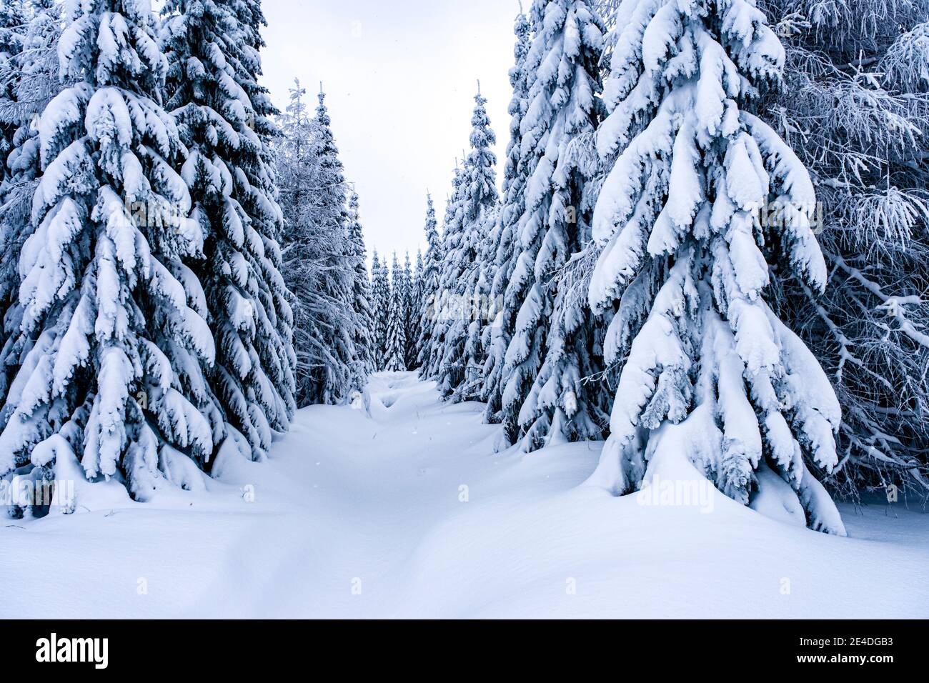 Paisaje invernal con árboles, heladas y nieve en un día nublado en las montañas de Ore. Foto de stock