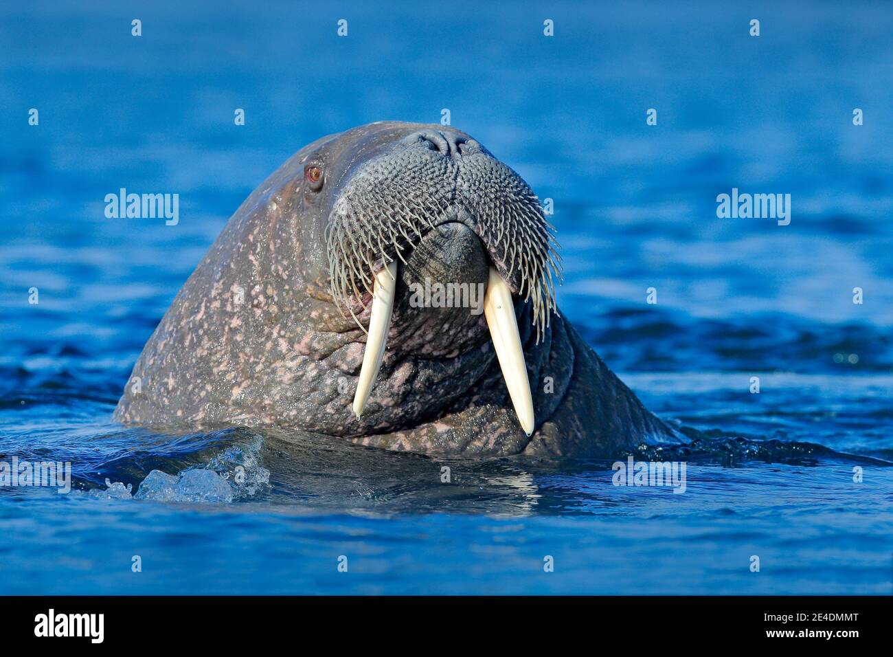 La Morsa, Rosmarus Del Odobenus, Mamífero Marino Flippered Grande, En Agua  Azul, Svalbard, Noruega Retrato Del Detalle Del Animal Imagen de archivo -  Imagen de detalle, paquete: 95608779