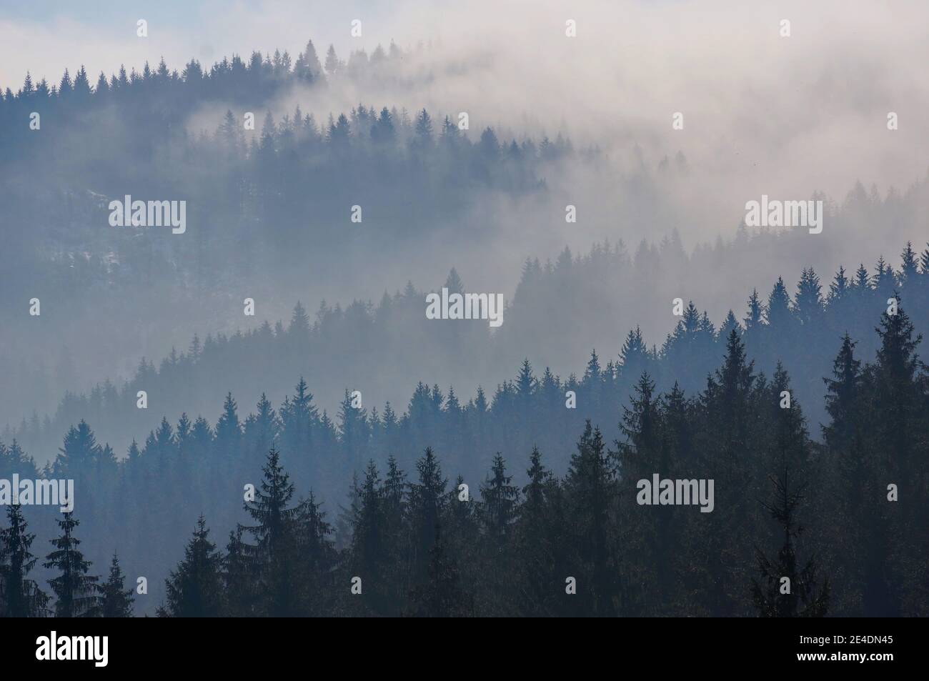 Paisaje de bosque Misty con siluetas negras y azules de árboles de coníferas en una ladera en las montañas Beskydy en la República Checa, Europa Foto de stock
