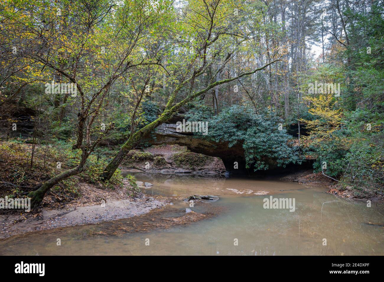 Una tranquila escena forestal en la garganta del Río Rojo del este de Kentucky. Foto de stock