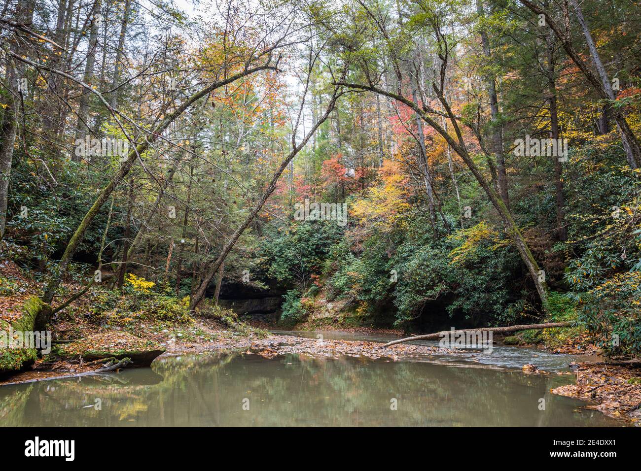 Una tranquila escena forestal en la garganta del Río Rojo del este de Kentucky. Foto de stock