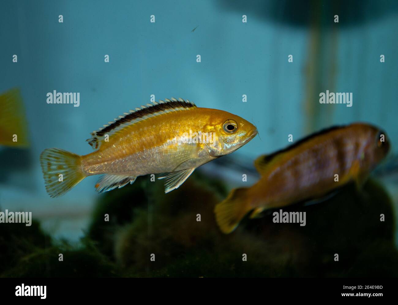 Labidochromis caeruleus es un cichlido del Lago Malawi en África Oriental. También se conoce como laboratorio amarillo limón, la palmera azul, el amarillo eléctrico Foto de stock