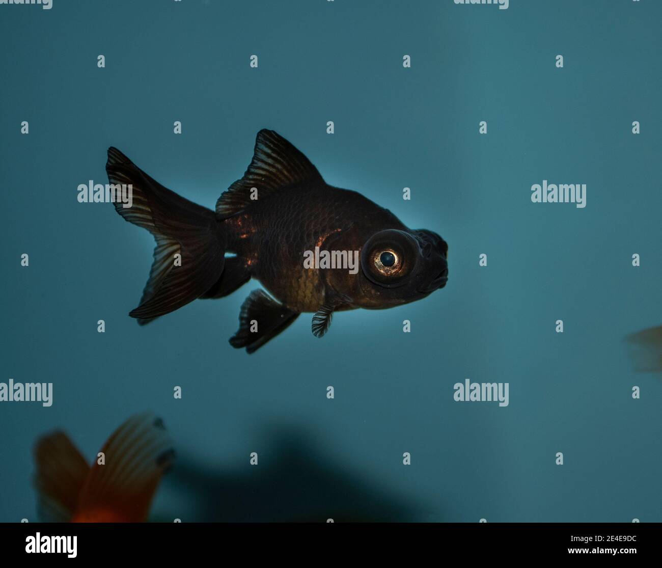 Telescope fish fotografías e imágenes de alta resolución - Alamy