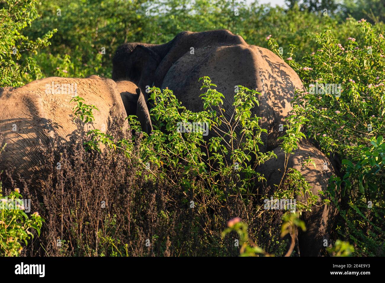 Elefante Indio Asiático en la selva del Parque Nacional Udawalawe. Elefante de Sri Lanka. Foto de stock
