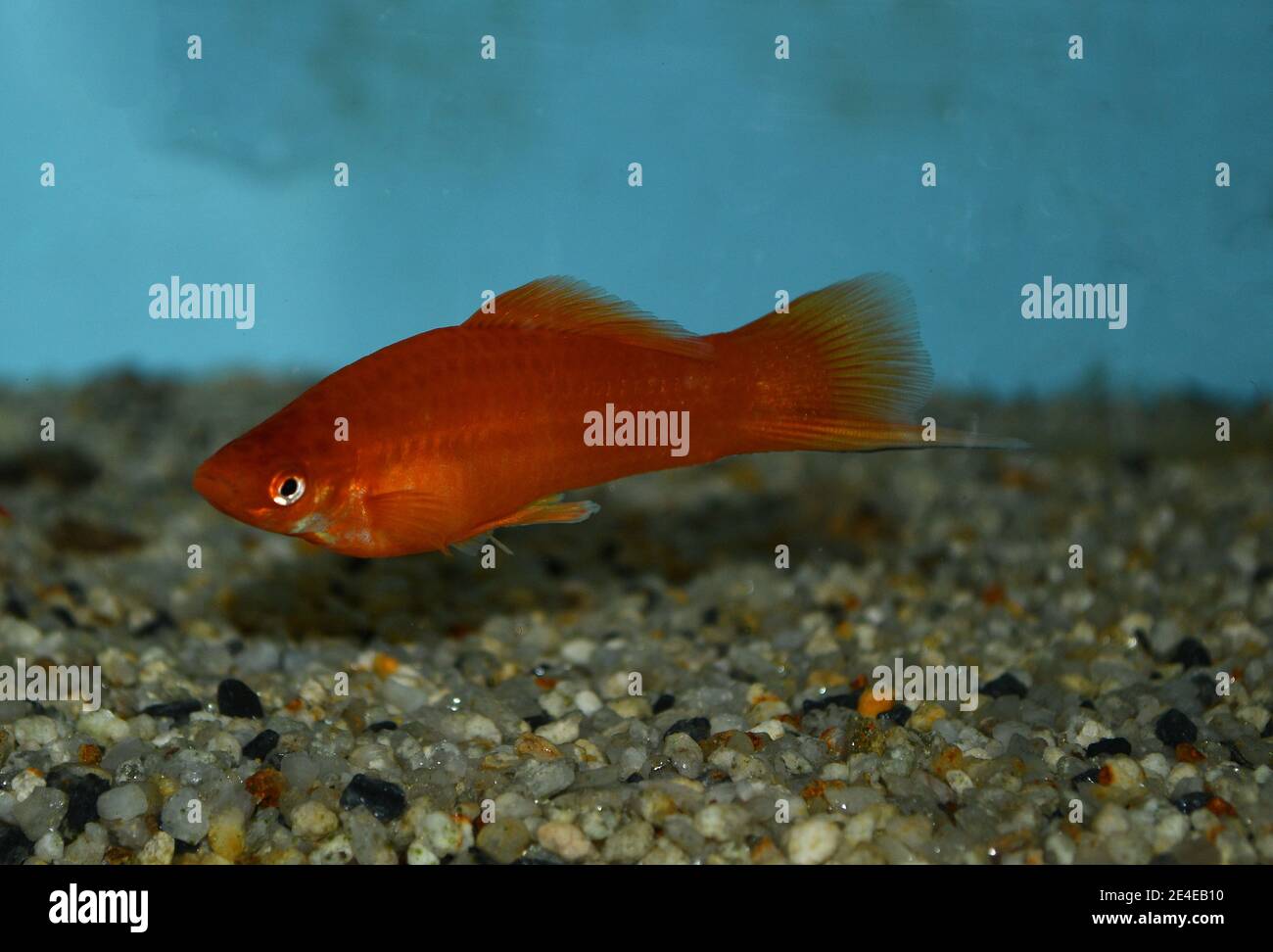 Xiphophorus hellerii (pez espada) nadando en el acuario tropical Fotografía  de stock - Alamy
