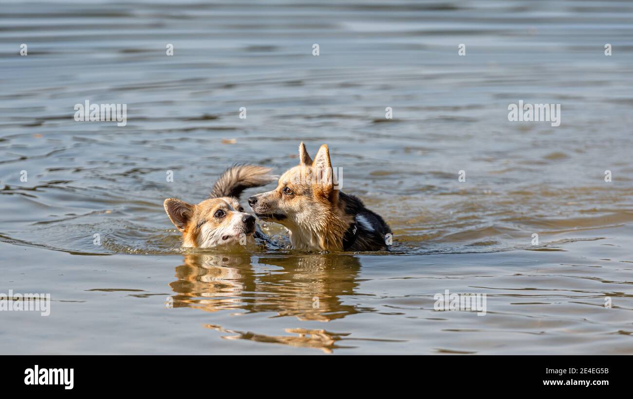 El perro de Welsh Corgi Pembroke nada en el lago y disfruta un día soleado Foto de stock