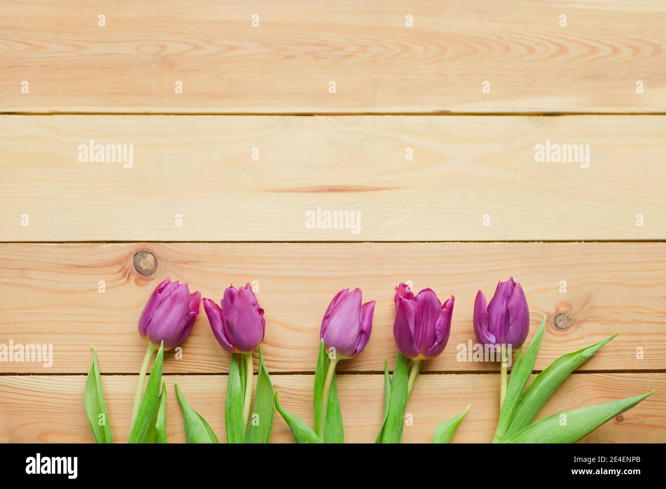 Flores de Tulipán Violeta de Primavera. Flor primavera lavanda-pétalos  azules. Hermosos tulipanes violeta en primavera. Flor de tulipán con hojas  verdes sobre madera Fotografía de stock - Alamy
