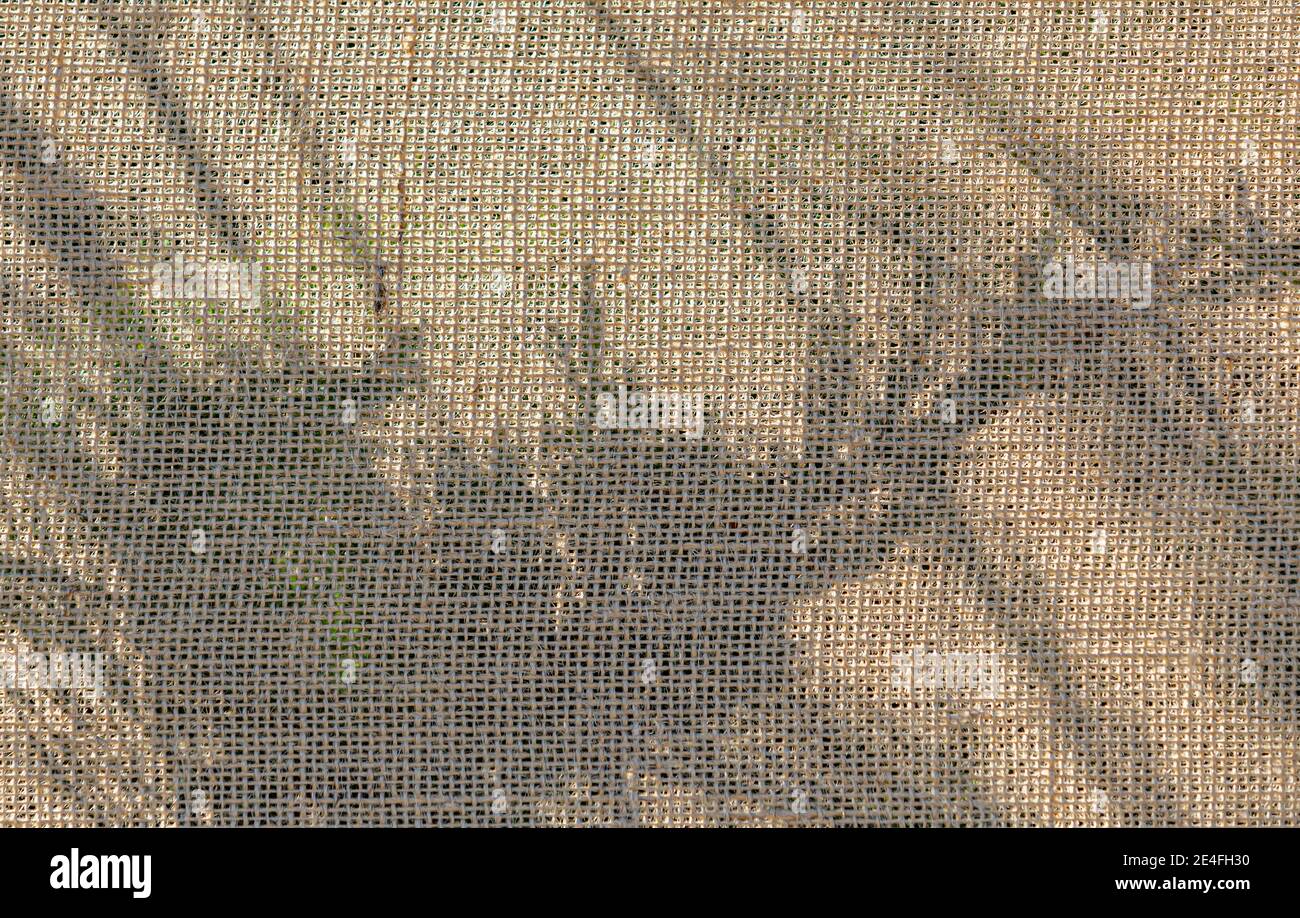 Sombras de las plantas detrás de la urpillera Foto de stock