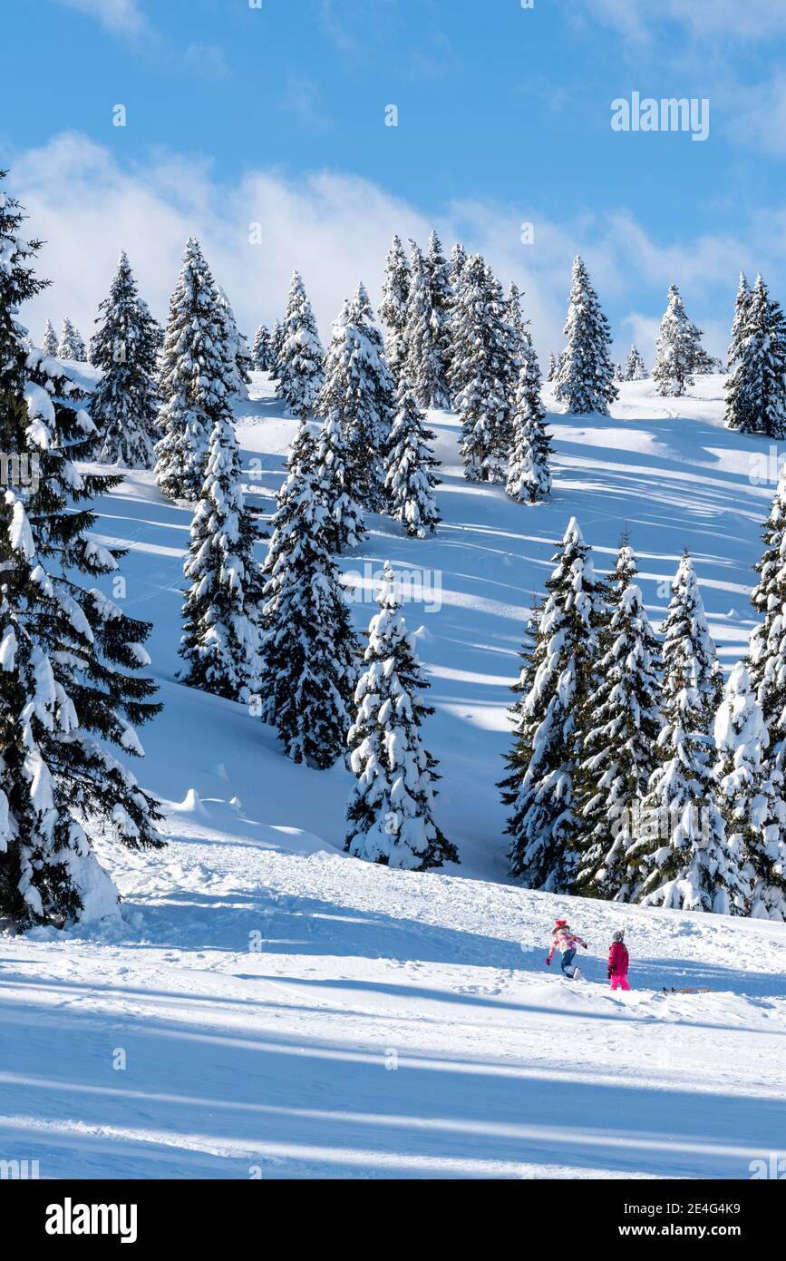 Romántico sendero alpino de montaña a través de árboles de picea cubiertos de nieve fresca en los Alpes en un día claro, frío y soleado en invierno con cielos azules. Foto de stock