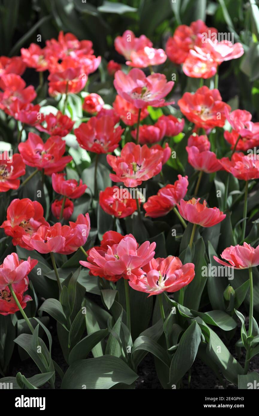 Tulipanes dobles tardíos (Tulipa) flor de peonías de color rojo grueso en la estrella final Un jardín en abril Foto de stock