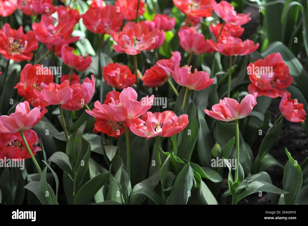 Tulipanes dobles tardíos (Tulipa) flor de peonías de color rojo grueso en la estrella final Un jardín en abril Foto de stock