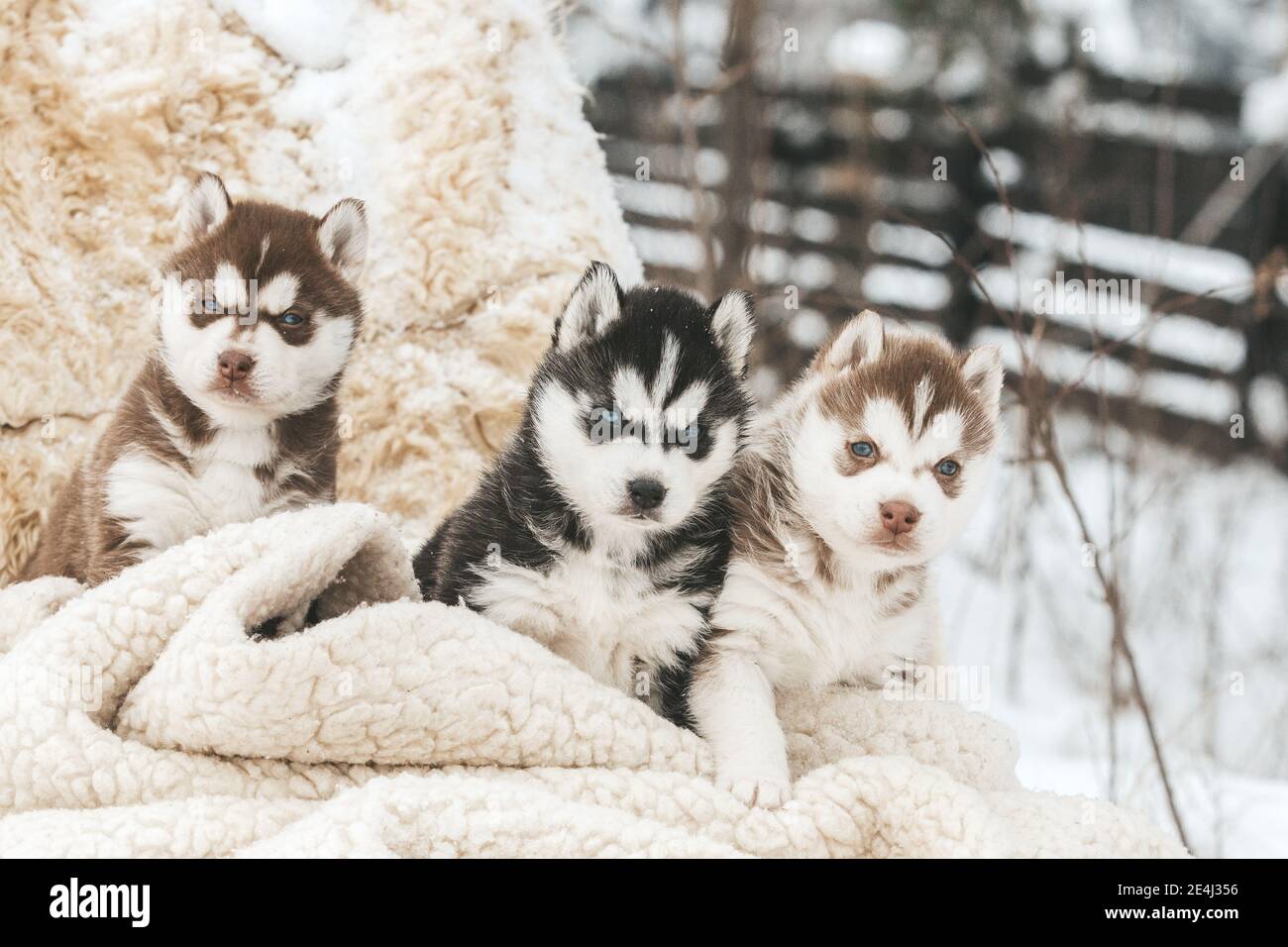 Cachorros de husky lindo, botas de fieltro en la nieve y cachorro de husky, tarjeta de invierno con cachorros Foto de stock