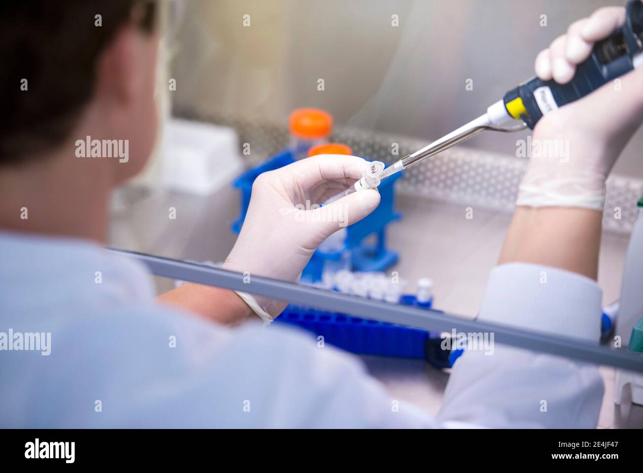 Científico masculino que experimenta en enfermedades infecciosas en laboratorio Foto de stock