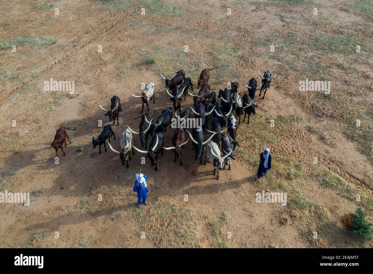 Vista aérea, pastores de ganado con rebaño de ganado, gente de Fula, Níger Foto de stock