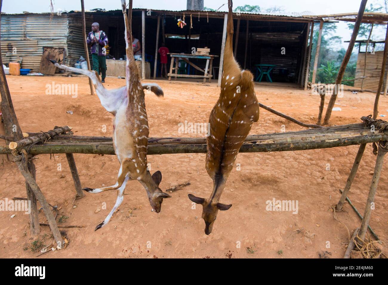 Antílopes muertos en venta, Kwanza Norte, Angola Foto de stock