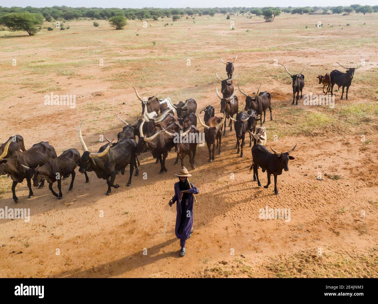 Vista aérea, ganadero con rebaño de ganado, gente de Fula, Níger Foto de stock