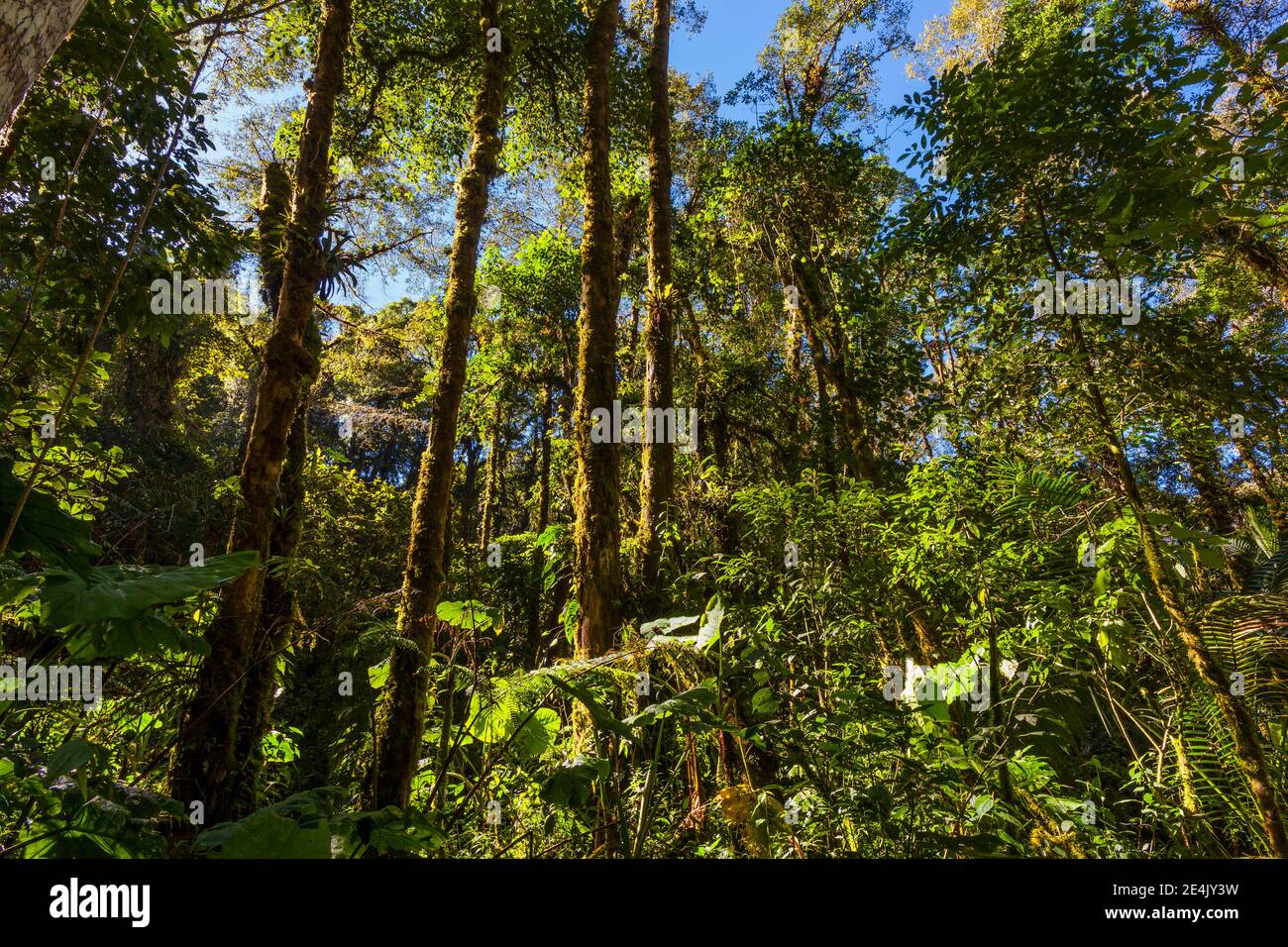 Frondoso bosque nublado en el Parque Nacional la Amistad, provincia de Chiriqui, República de Panamá. Foto de stock