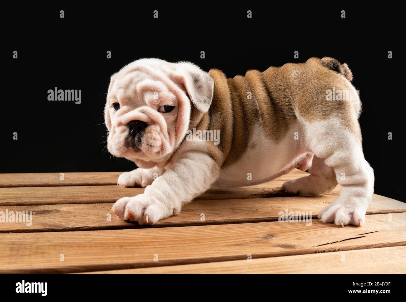Retrato del cachorro de Bulldog Inglés Foto de stock