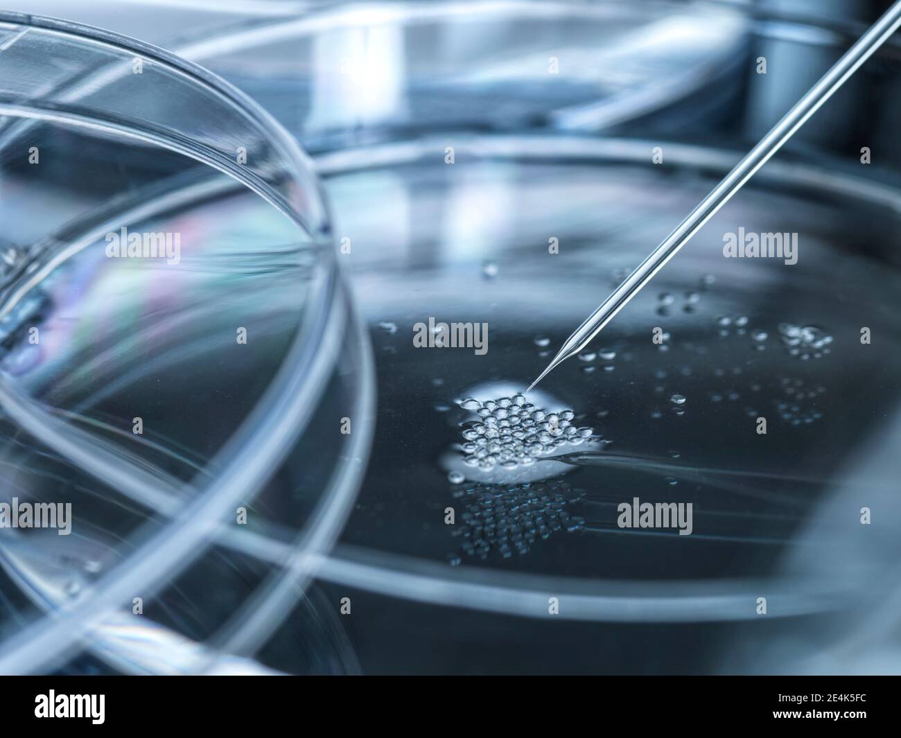 Placa de Petri con células madre embrionarias utilizadas en la clonación y. modificación genética Foto de stock