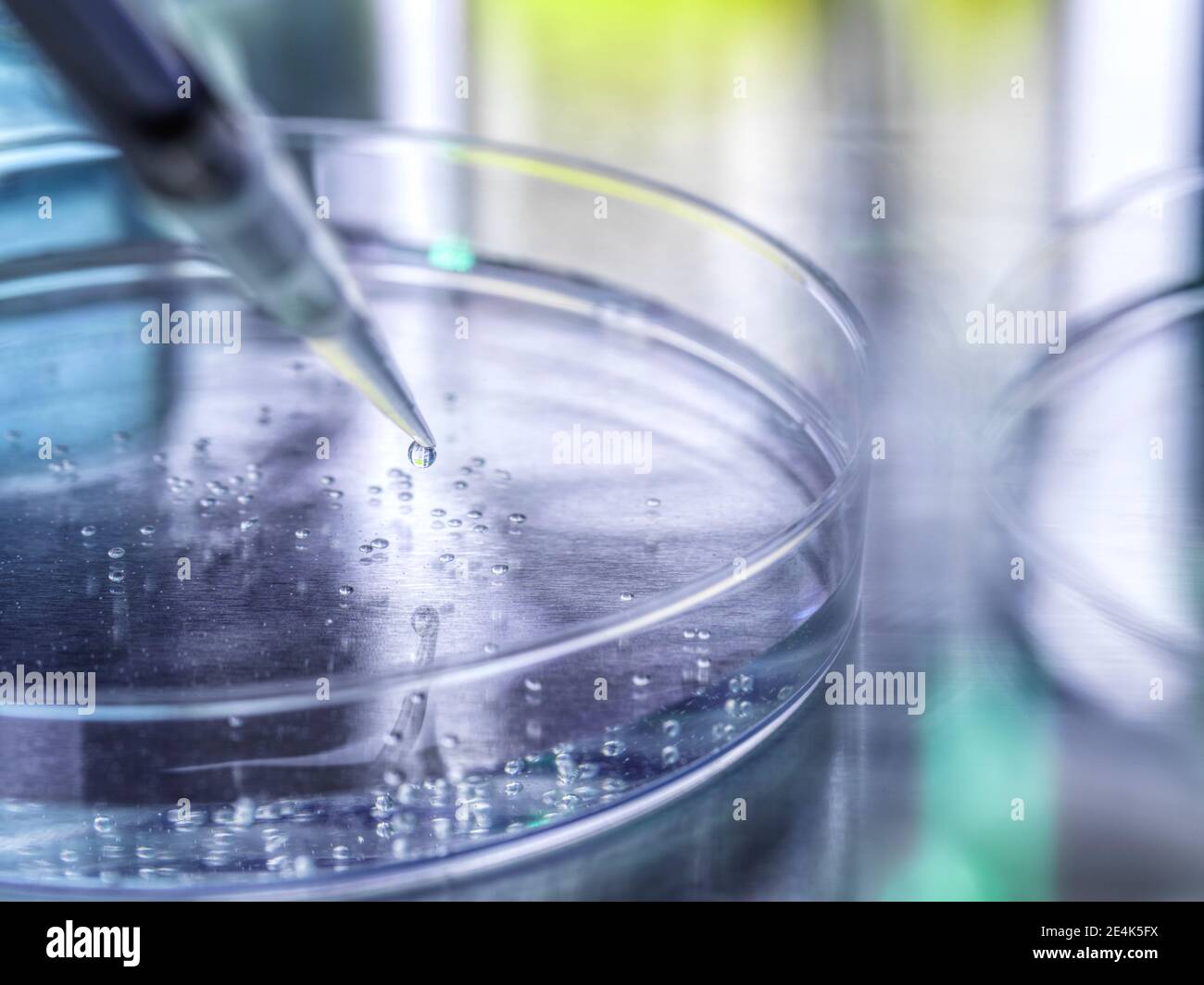 Experimento científico de células madre en placa de Petri en laboratorio Foto de stock