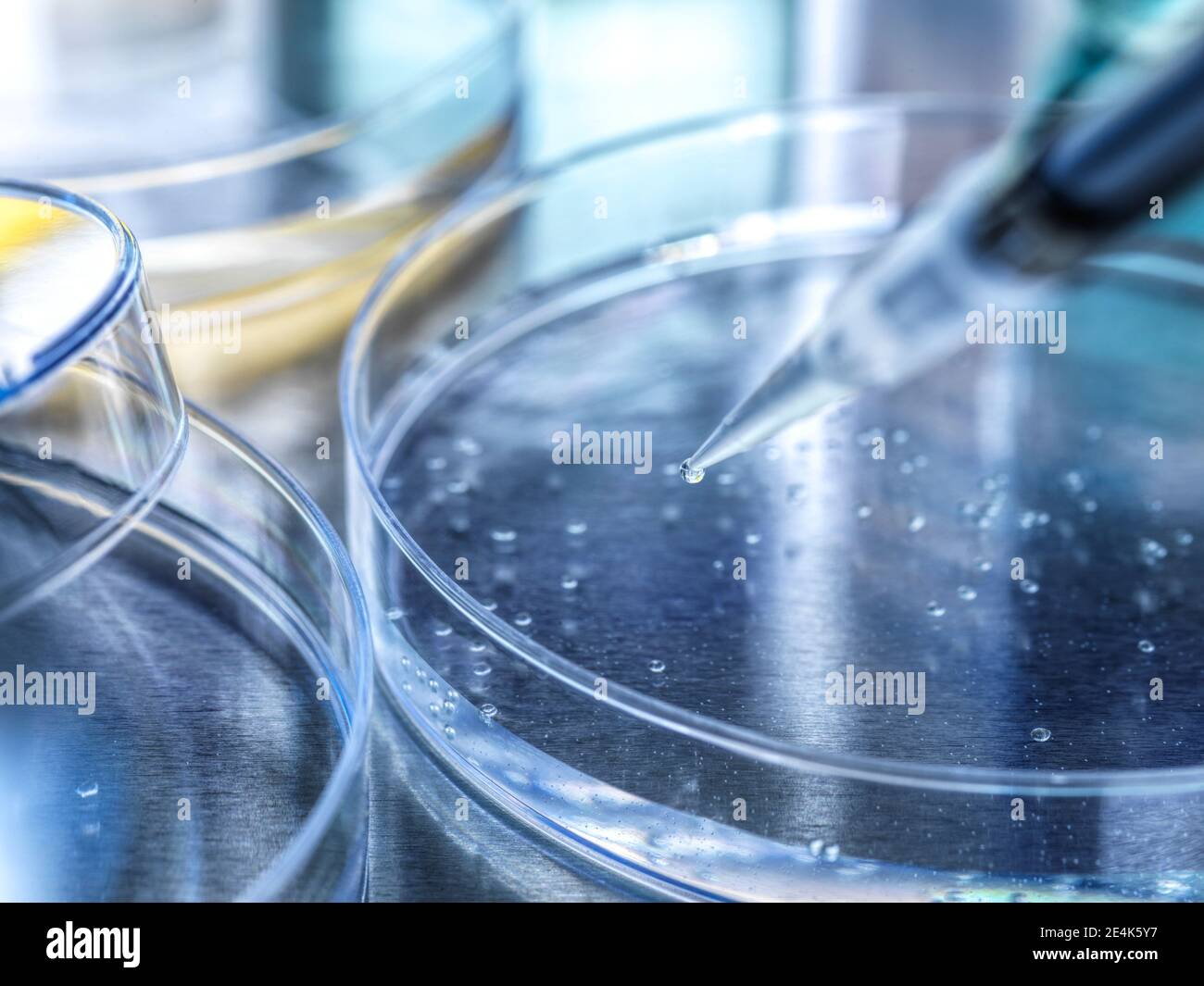 Pipetee sobre la placa de Petri que contiene células madre que se están desarrollando durante experimento en laboratorio Foto de stock