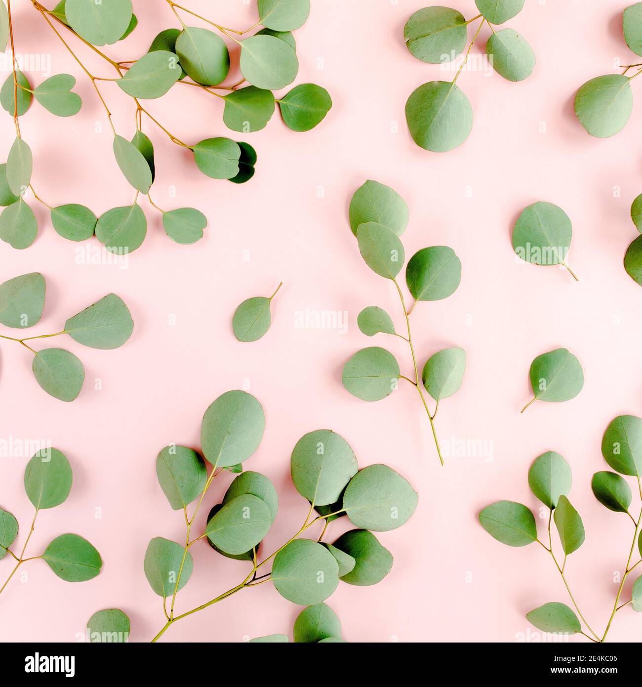 Patrón de ramas de eucalipto. Fondo de pantalla natural. Plano, vista