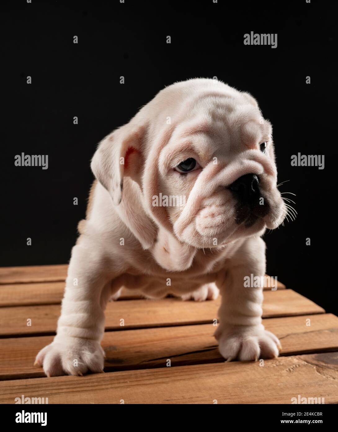 Retrato del cachorro de Bulldog Inglés Foto de stock