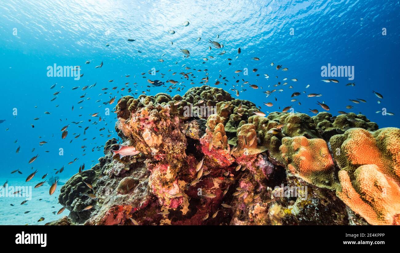 Paisaje marino en aguas poco profundas de arrecifes de coral en el Mar Caribe, Curacao con peces, corales y esponjas Foto de stock