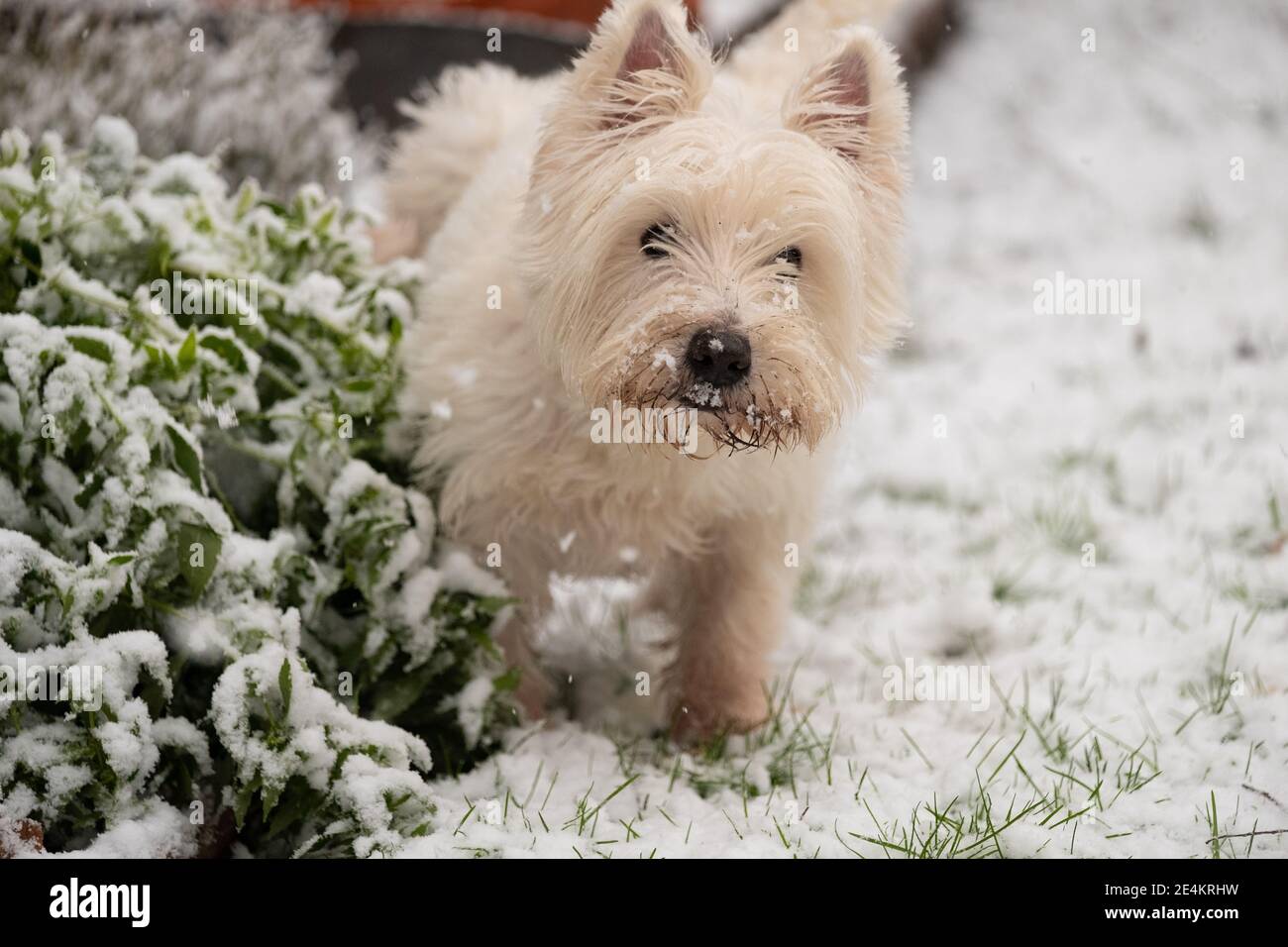 Arthur, un Terrier de las tierras altas del Oeste, explora la nieve en Kew, al suroeste de Londres, después de que las franjas del Reino Unido se despertaran con nieve y hielo esta mañana, con incluso la capital recibiendo un polvo de blanco. Foto fecha: Domingo 24 de enero de 2021. Foto de stock