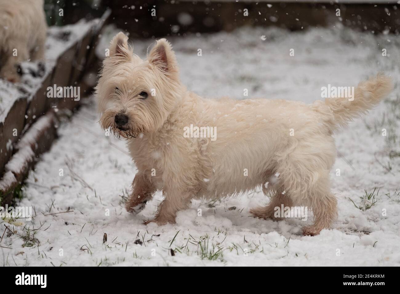 Arthur, un Terrier de las tierras altas del Oeste, explora la nieve en Kew, al suroeste de Londres, después de que las franjas del Reino Unido se despertaran con nieve y hielo esta mañana, con incluso la capital recibiendo un polvo de blanco. Foto fecha: Domingo 24 de enero de 2021. Foto de stock