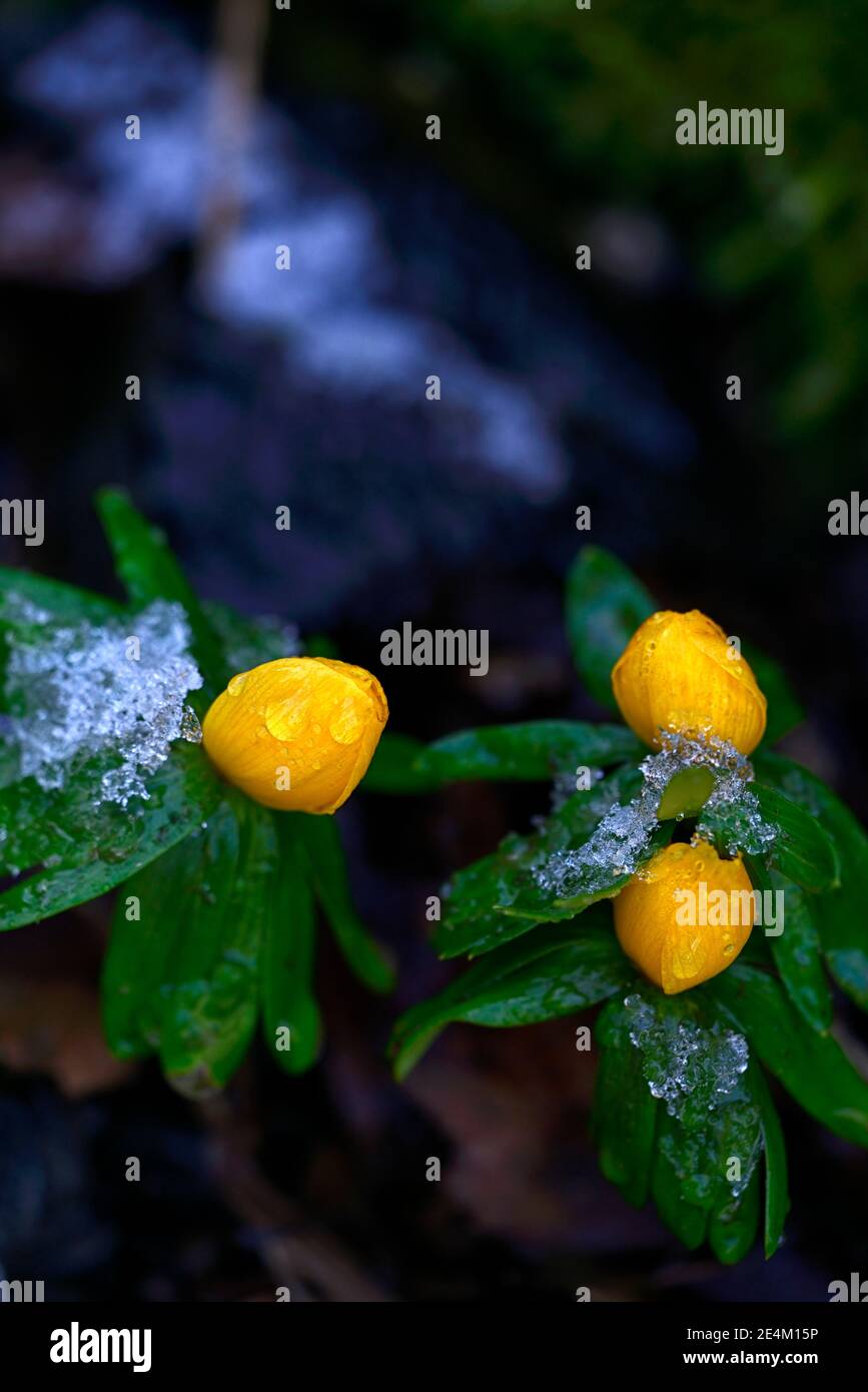 Eranthis hyemalis naranja resplandor, amarillo dorado flores, amarillo dorado invierno aconita, primavera, flores, flores, jardín de flores, jardines, RM Floral Foto de stock