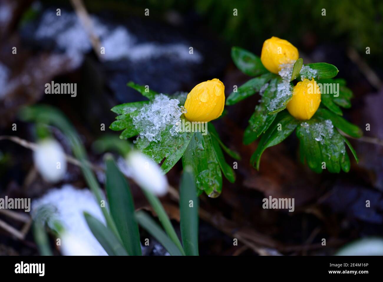 Eranthis hyemalis naranja resplandor, amarillo dorado flores, amarillo dorado invierno aconita, primavera, flores, flores, jardín de flores, jardines, RM Floral Foto de stock