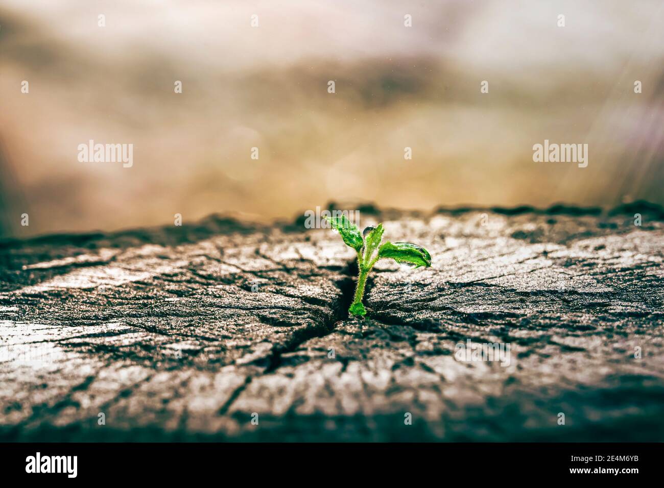 Nueva vida fotografías e imágenes de alta resolución - Alamy