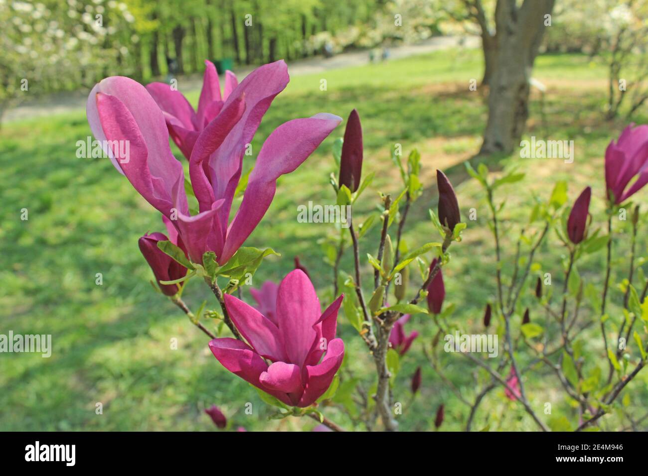 flor de magnolia, púrpura magnolia sobre fondo verde de hierba Fotografía  de stock - Alamy