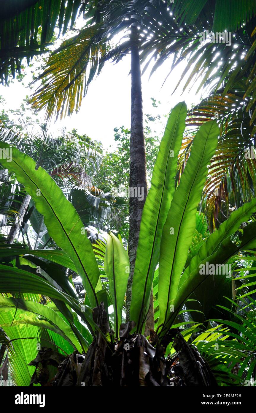 Hermosa planta verde nido de pájaro Fern (Asplenium nidus) en el subcrecimiento tropical Foto de stock