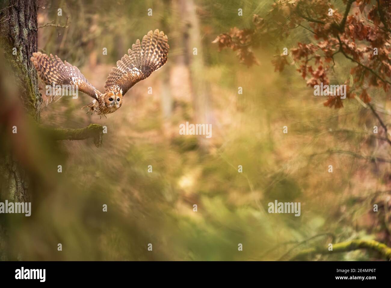 Búho volador en un bosque de hadas. Lechuza en el colorido fondo de la naturaleza. Foto de stock