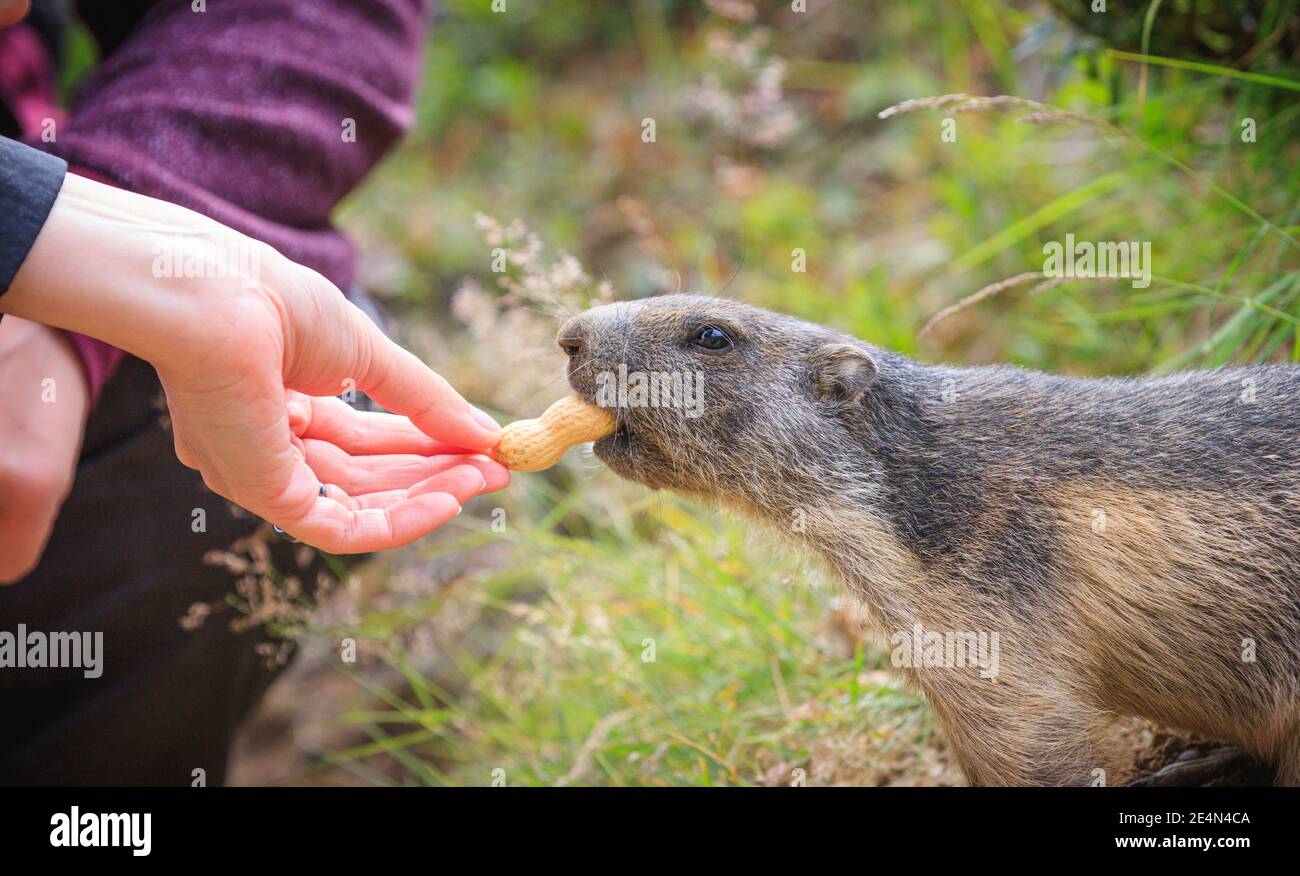 Marmot salvaje Marmota groundhog se alimenta en los alpes suizos Suiza animales vida salvaje tierra ardilla con mano humana mano, cacahuete macro detalle Foto de stock