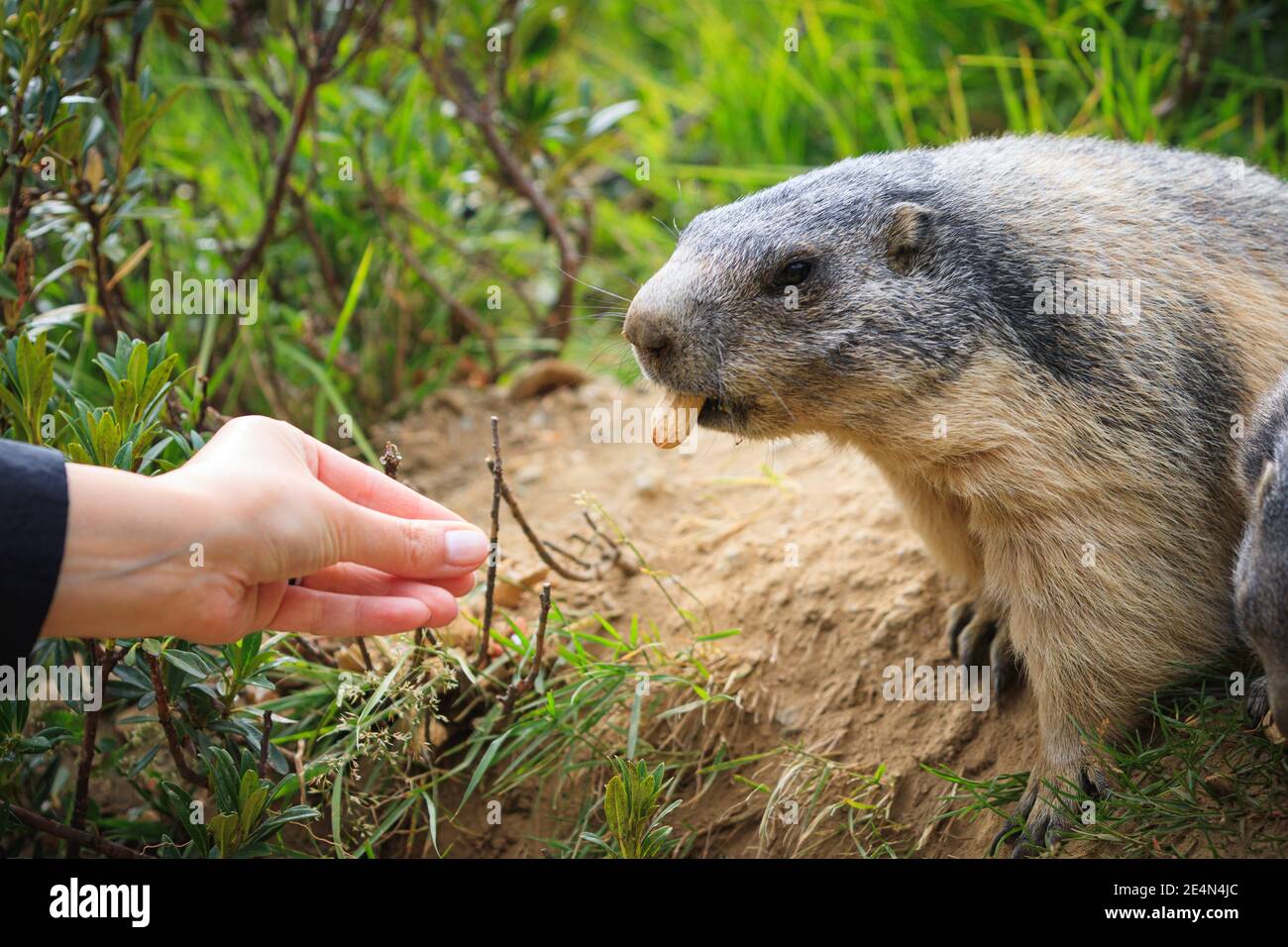 Marmot salvaje Marmota groundhog se alimenta en los alpes suizos Suiza animales vida salvaje tierra ardilla con mano humana mano, cacahuete macro detalle Foto de stock
