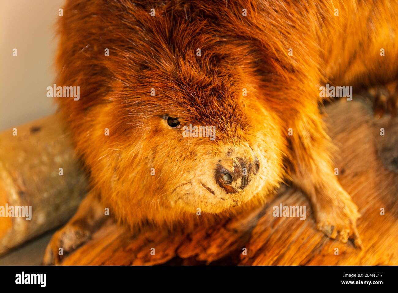 Cola de castor fotografías e imágenes de alta resolución Alamy