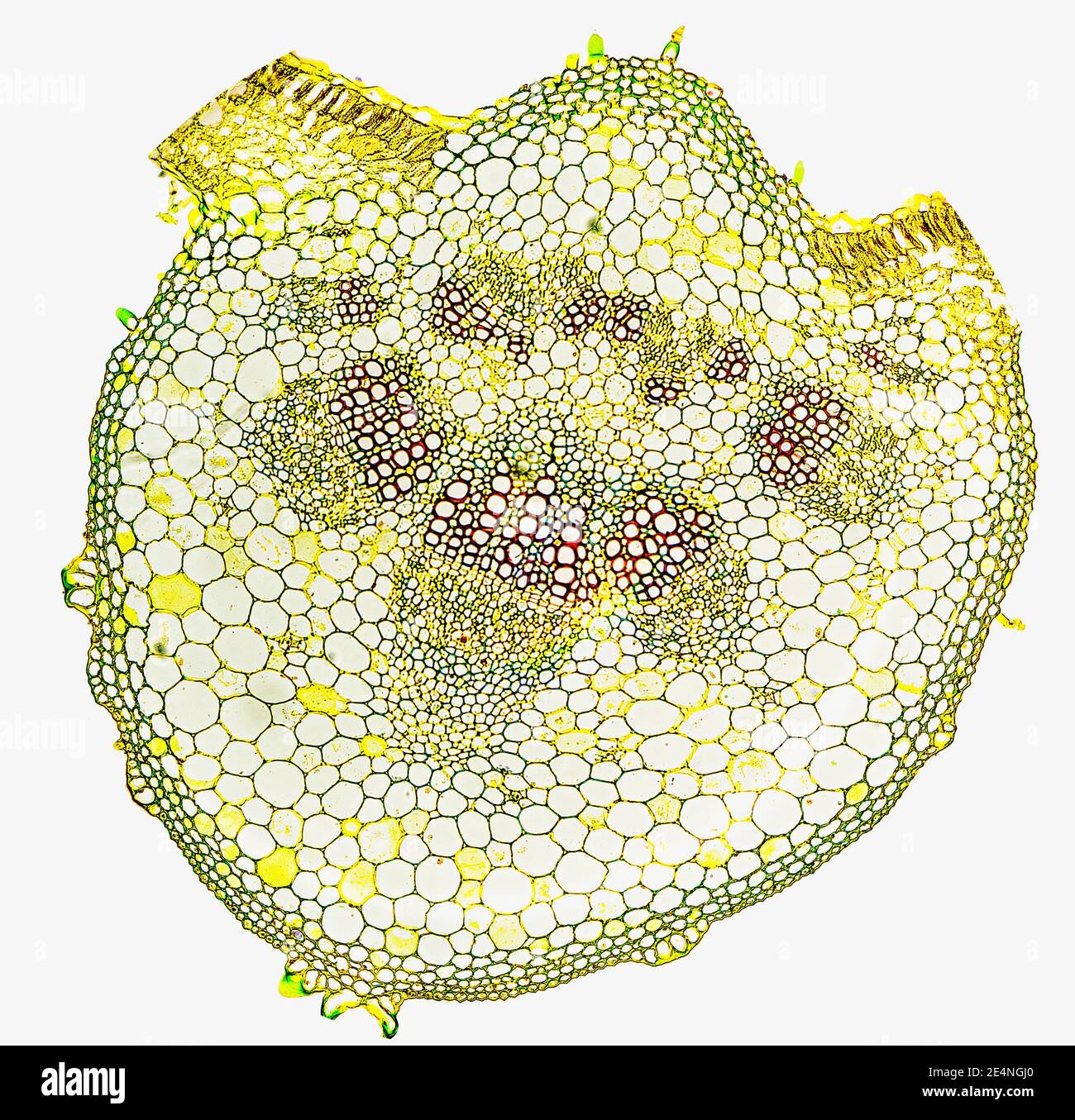 Helianthus (girasol) costilla media de la hoja que muestra la estructura celular, t.s. x100 Foto de stock