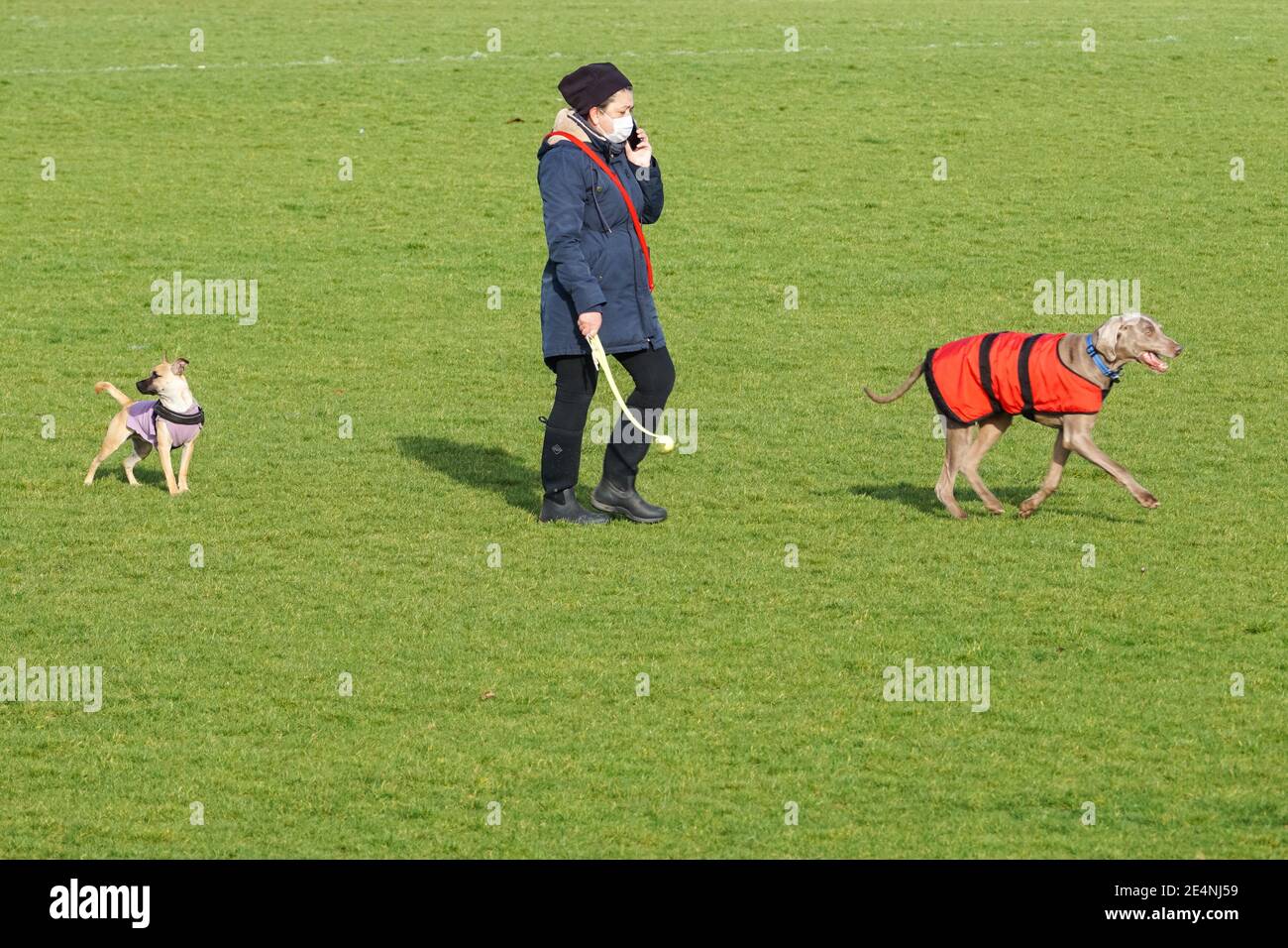 Mujer caminando a sus perros en un parque y usando máscara durante el tercer cierre nacional de Inglaterra en enero de 2021, Londres Inglaterra Reino Unido Foto de stock