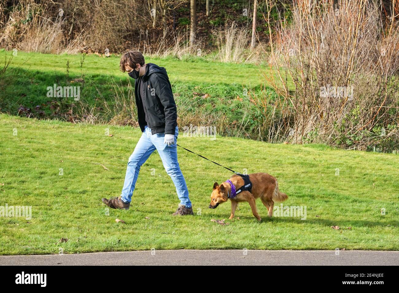Un hombre camina a su perro en un parque y lleva máscara durante el tercer cierre nacional de Inglaterra en enero de 2021, Londres Inglaterra Reino Unido Foto de stock