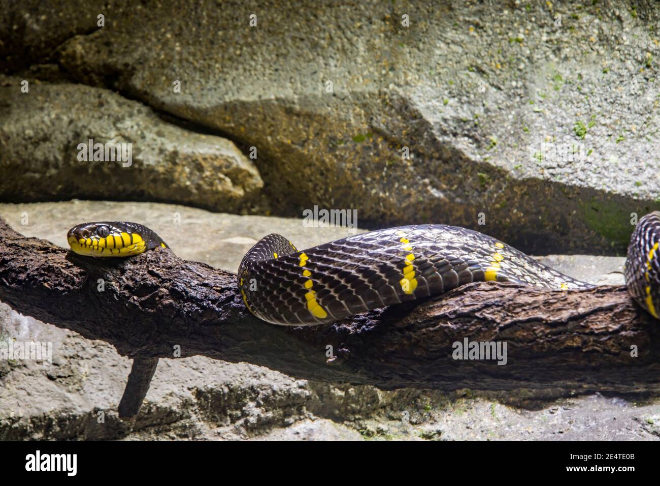 La serpiente de manglar (Boiga dendrophila) es una especie de serpiente coluscada de la familia Colubridae. La especie es endémica del sudeste asiático. Foto de stock