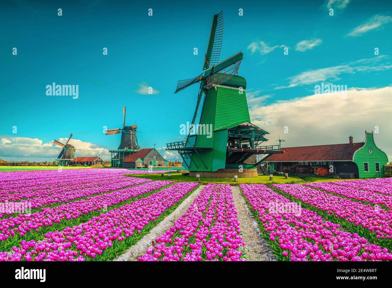 Pintoresco lugar con coloridas plantaciones de tulipanes y antiguos molinos de viento en Holanda, Europa Foto de stock