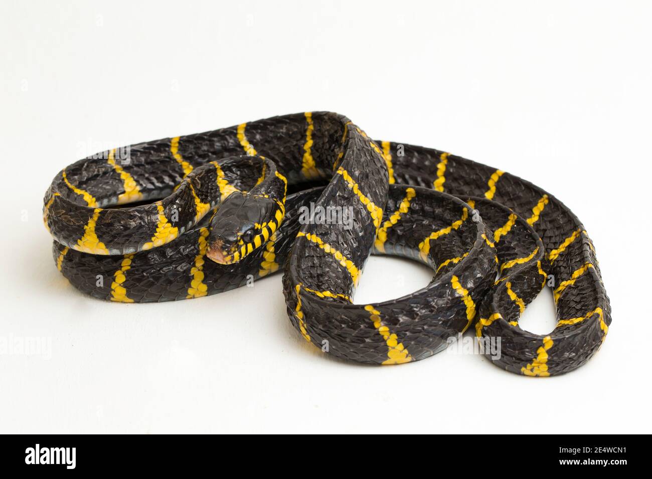 Boiga dendrophila, comúnmente llamada la serpiente de manglar o la serpiente de gato de oro sobre fondo blanco Foto de stock