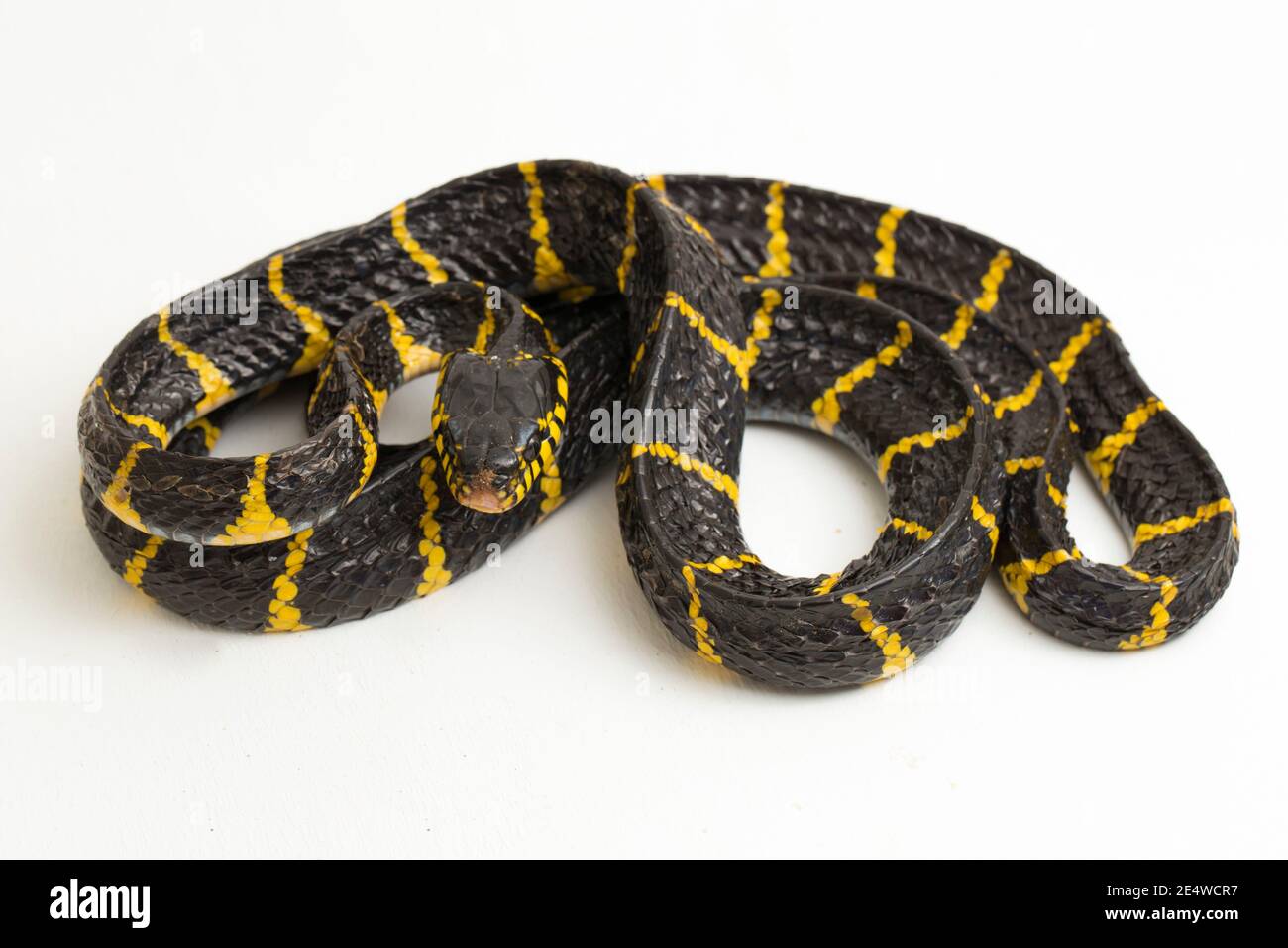 Boiga dendrophila, comúnmente llamada la serpiente de manglar o la serpiente de gato de oro sobre fondo blanco Foto de stock