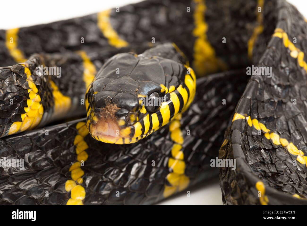 Boiga dendrophila, comúnmente llamada la serpiente de manglar o la serpiente de gato de oro sobre fondo blanco Foto de stock