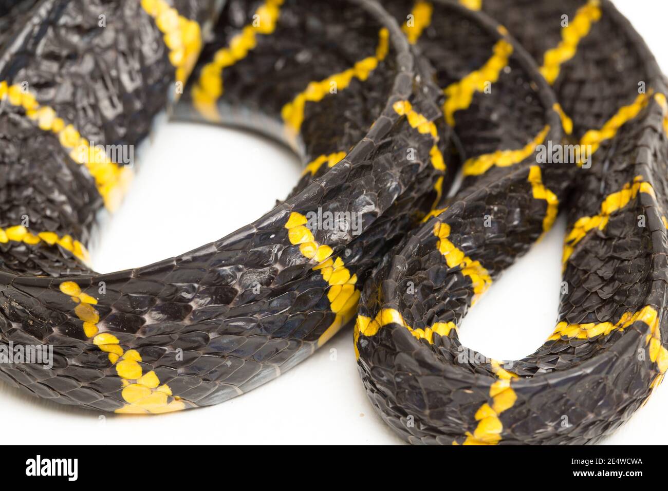 Boiga dendrophila, comúnmente llamada la serpiente de manglar o la serpiente de gato de oro sobre fondo blanco Foto de stock